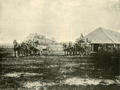 Wol laden, Warrawooh Station, Wimmera, 1901 door Unbekannt