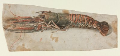 Kreeft, 1600s door Unbekannt