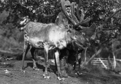 Lokale man met een rendier, Lyngen, Noord-Noorwegen, ca. 1920s-1930s door Unbekannt