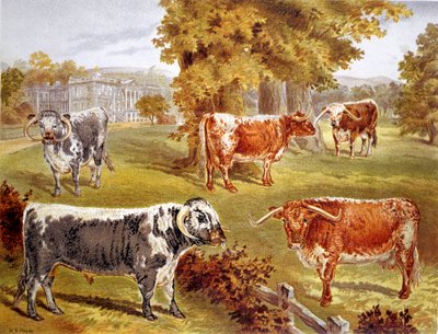 Longhorn vee eigendom van Sir John Harpur-Crewe, Calke Abbey, 1885 door Unbekannt