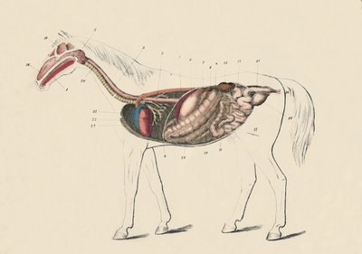 Lengtedoorsnede van het paard door Unbekannt
