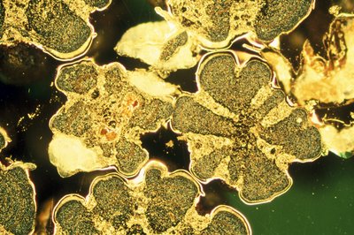 Metalen, non-ferrometalen, LM Titaandioxide kralen door Unbekannt