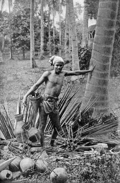 Maleier die de zoete wijn van de toddyboom verzamelt, 1922 door Unbekannt