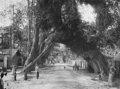 Schilderachtige oude vijgenboom Ficus indica aan de weg Clombo-Galle bij Kalutara, 1926 door Unbekannt
