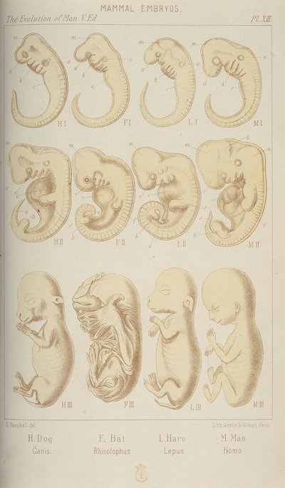 Zoogdierembryo