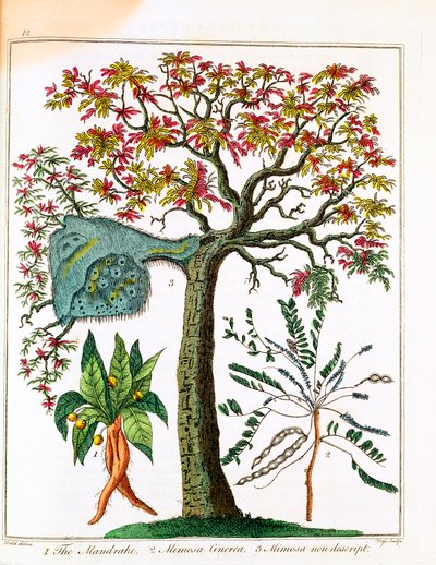 Mandragora, gevoelige plant en acacia, ca. 1795 door Unbekannt