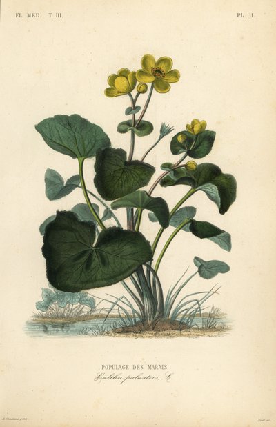 Dotterbloem door Unbekannt