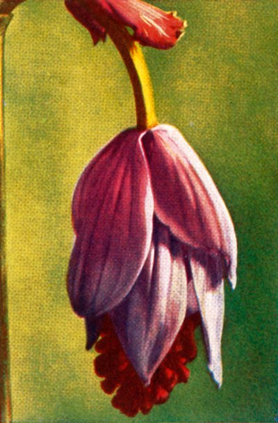 Medinilla, ca. 1928 door Unbekannt