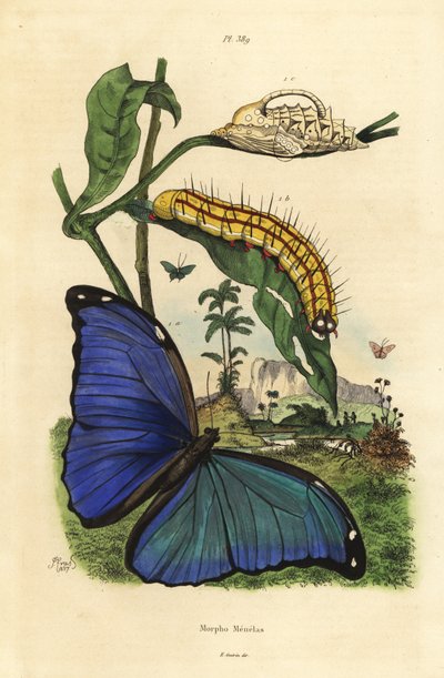 Menelaus blauwe morpho vlinder, Morpho menelaus, rups en pop door Unbekannt