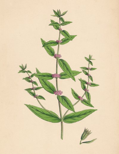 Mentha gracilis, var. genuina. Slanke Munt door Unbekannt