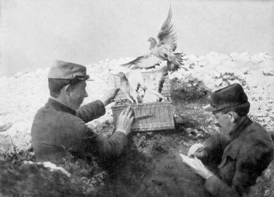Boodschapperduiven worden vrijgelaten aan het front, Eerste Wereldoorlog, 1915 door Unbekannt