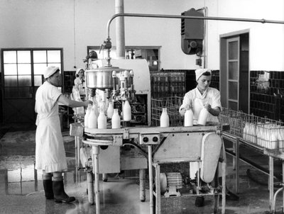 Melkproductie, Zagreb, Joegoslavië, 1952 door Unbekannt