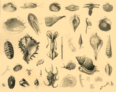Mollusca, ca. 1910 door Unbekannt