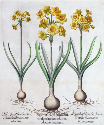 Narcissen, 1613 door Unbekannt