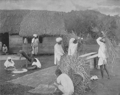 Inheemse arbeiders bereiden rijst in Jamaica, ca. 1890 door Unbekannt