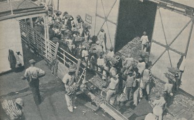 Inboorlingen laden bananen in Kingston, Jamaica, zingen Schotse psalmen, 1937 door Unbekannt