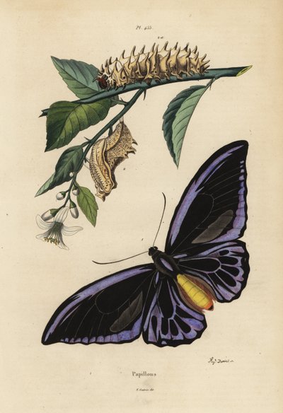 Noordelijke vogelvleugel, Ornithoptera priamus urvillianus, en pop en larve van de gewone vogelvleugel, Troides helena door Unbekannt