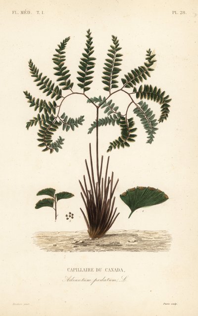 Noordelijke adelaarsvaren of vijfvingervaren, Adiantum pedatum, Capillaire du Canada door Unbekannt