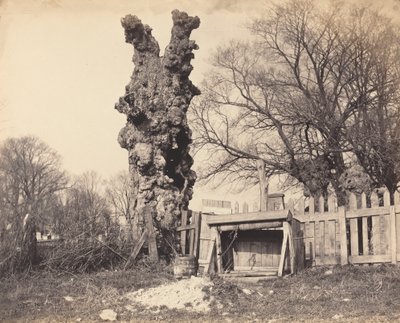 Oude boom bij Chatham door Unbekannt