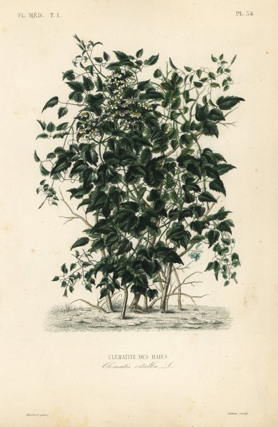 Wilde bosrank, Clematis vitalba door Unbekannt