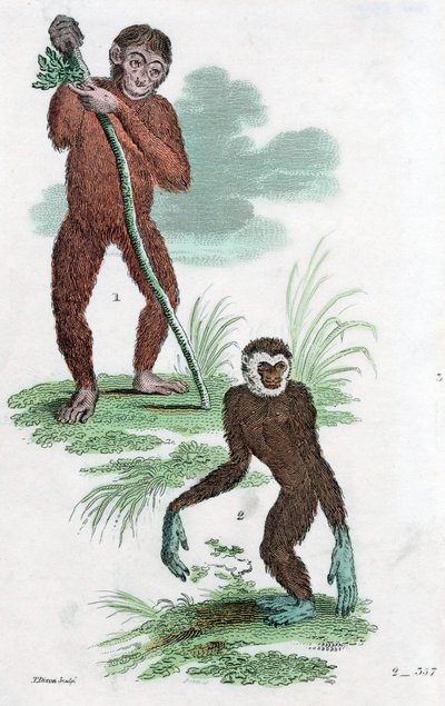 Orang-Oetan en Gibbon, 1822 door Unbekannt