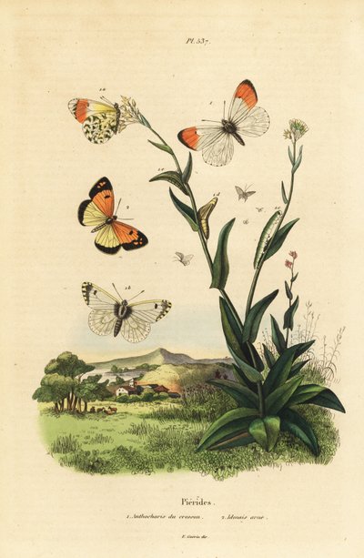 Oranjetipvlinder, Anthocharis cardamines, pop en rups 1 en blauwgevlekte Arabier, Colotis phisadia phisadia 2 door Unbekannt