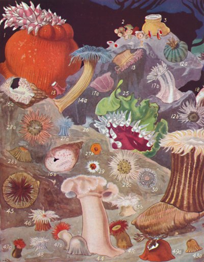 Meer dan vijftig soorten zeeanemonen, 1935 door Unbekannt