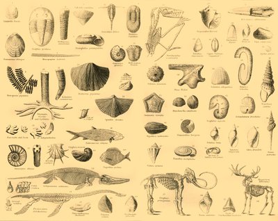 Paleontologie, ca. 1910 door Unbekannt
