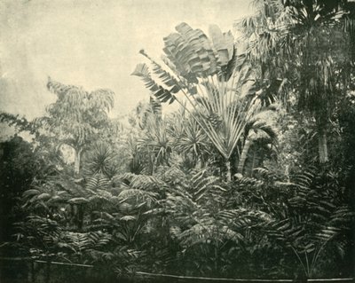 Palm- en varen eiland, Botanische Tuinen, Brisbane, 1901 door Unbekannt