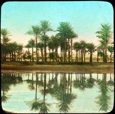 Palmbomen weerspiegeld in water, India, late 19e of vroege 20e eeuw door Unbekannt