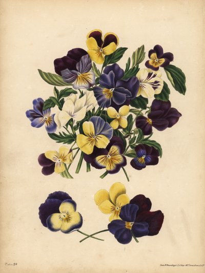 Viooltjes, Pensees, of Driekleurig viooltje, Viola tricolor, Gedachten: Je houdt mijn gedachten bezig of Pensez a Moi door Unbekannt