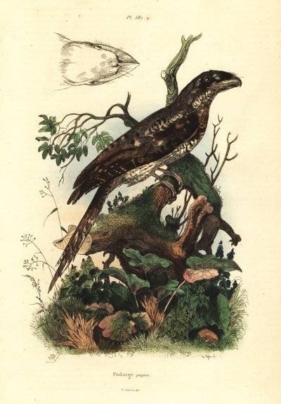 Papoea kikkerbek, Podargus papuensis Podarge papou door Unbekannt