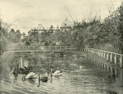 Papyrusvijver, Brisbane Botanische Tuinen, 1901 door Unbekannt