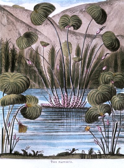 Papyrusriet Cyperus papyrus, 1823 door Unbekannt