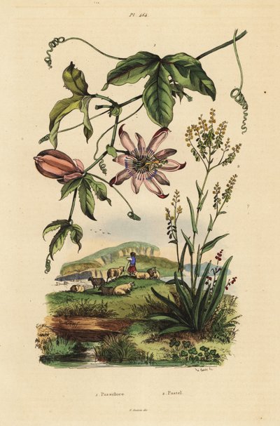 Passiebloem, Passiflora uraniae, en wede, Isatis tinctoria door Unbekannt