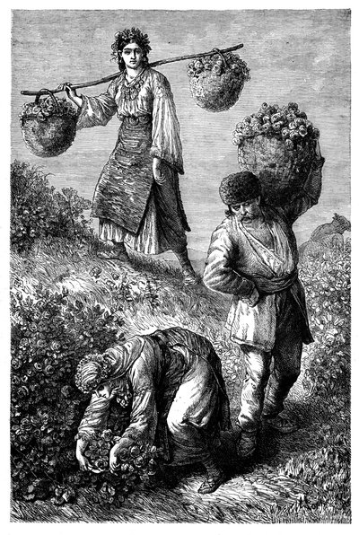 Boeren die rozen verzamelen in Roemelië, c1890 door Unbekannt