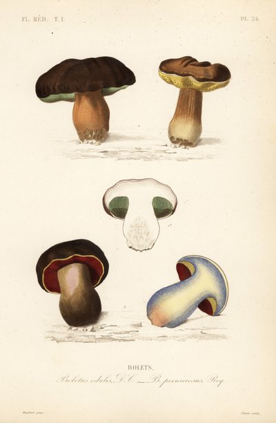 Eekhoorntjesbrood of porcini paddenstoel, Boletus edulis, en de giftige boleet, Suillellus luridus door Unbekannt