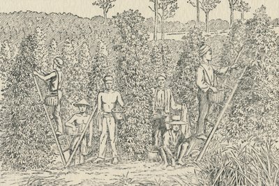 Peperplantage, 1924 door Unbekannt