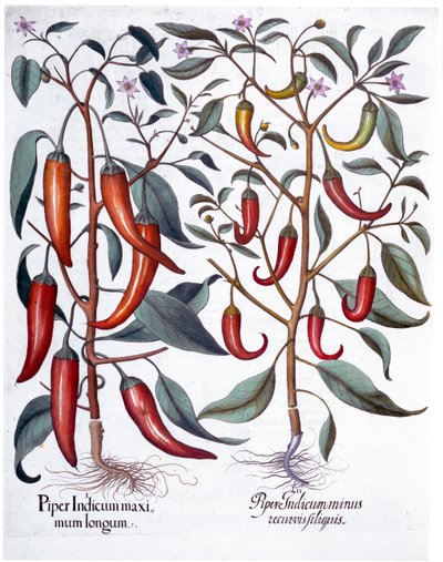 Paprika