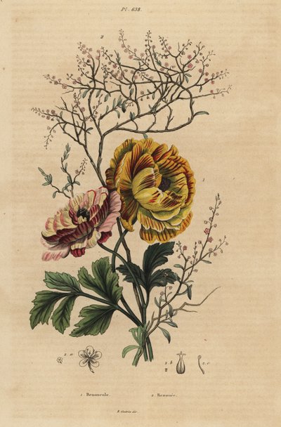 Perzische boterbloem, Ranunculus asiaticus 1, en Chinese indigo, Persicaria tinctoria 2. Renoncule, Renouee door Unbekannt