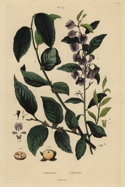 Kaki, Diospyros kaki, en boom hovea of karri blauwe struik, Hovea elliptica Platychilum celsianum door Unbekannt