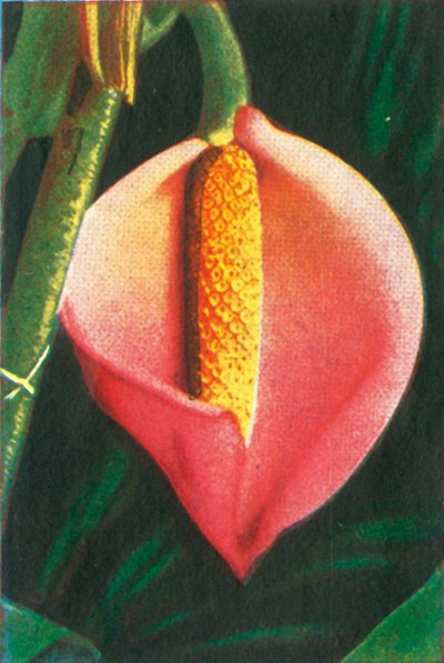 Philodendron door Unbekannt