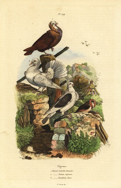 Duif Columba livia rassen: cravatte francais, nonain capucin, trembleur paon door Unbekannt