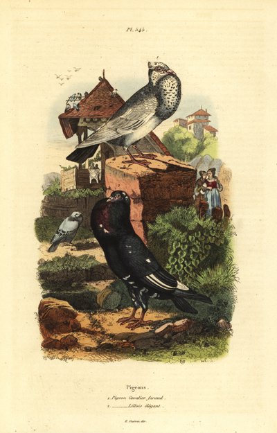Duif Columba livia rassen: pigeon cavalier faraud, pigeon lillois elegant door Unbekannt
