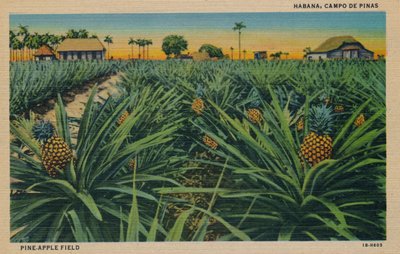 Ananasveld - Habana, Campo De Pinas, ca. 1910 door Unbekannt