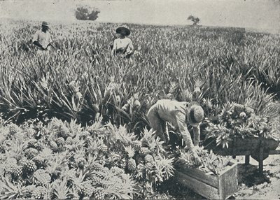 Ananasplantage, 1916 door Unbekannt