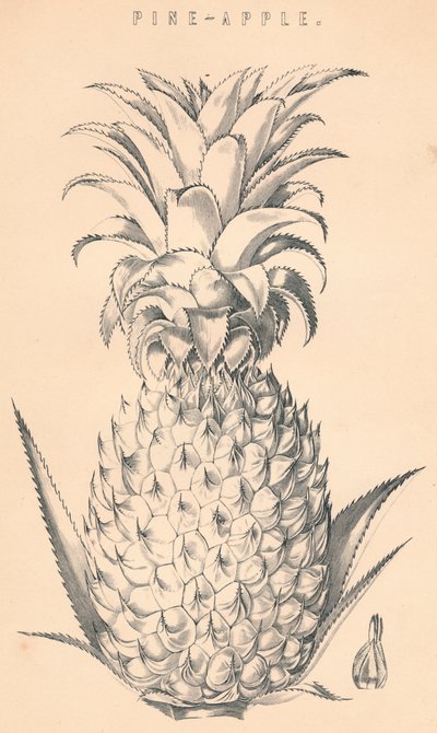 Ananas, 19e eeuw door Unbekannt