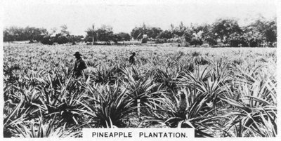 Ananasplantage, Australië, 1928 door Unbekannt