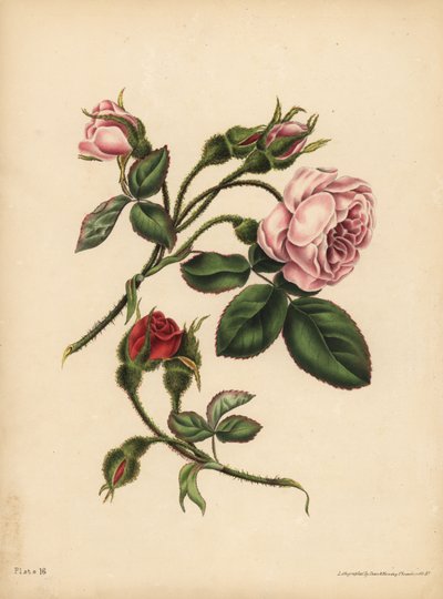 Roze en scharlaken mosroosknoppen, Schoonheid, liefde en poëzie door Unbekannt