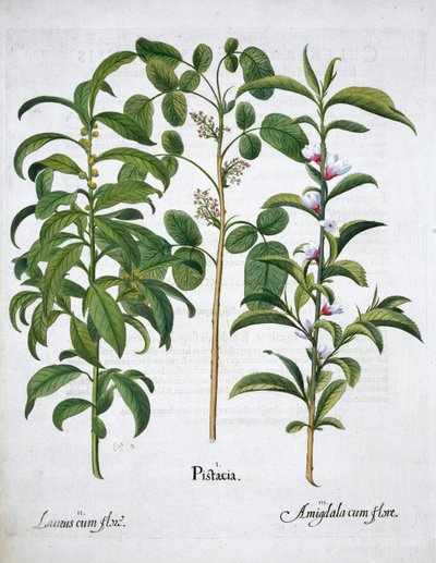 Pistachenoot, Laurierboom Laurus Nobilis en Amandel, 1613 door Unbekannt